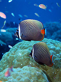 シミラン珊瑚礁