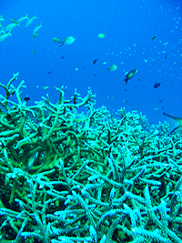 Similan珊瑚礁