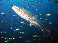 Similan islands/Fish guide/Great barracuda