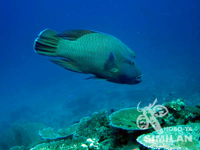 ナポレオンフィッシュ