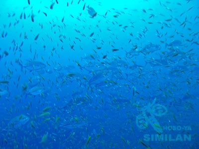 カスミアジの補食シーン（ツインピークス／タチャイ島）