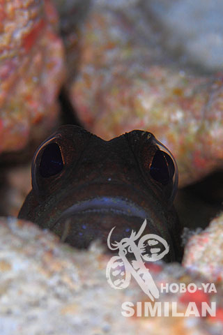 Photo from guest - Similan - Rechelieu Rock - 7
