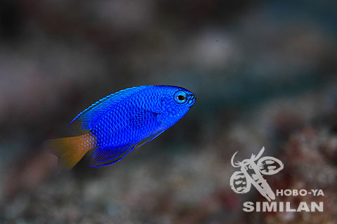 Photo from guest - Similan - Rechelieu Rock - 3