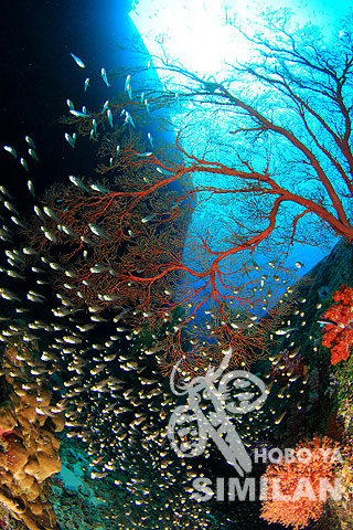 Photo from guest - Similan - Rechelieu Rock - 17