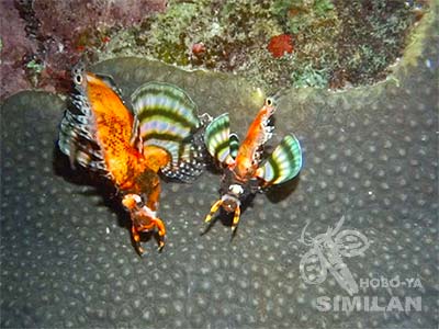 ヒレボシミノカサゴのカップル