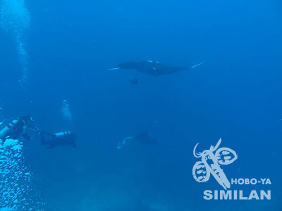 マンタレイの交差シーン!