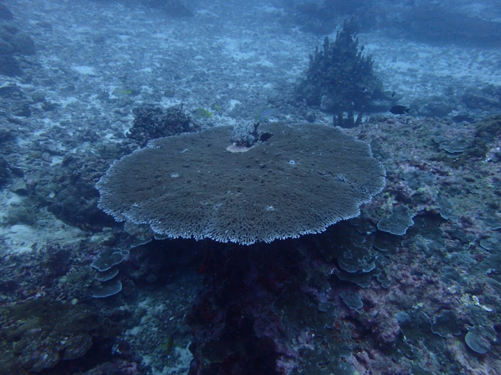 サンゴも生き生き！