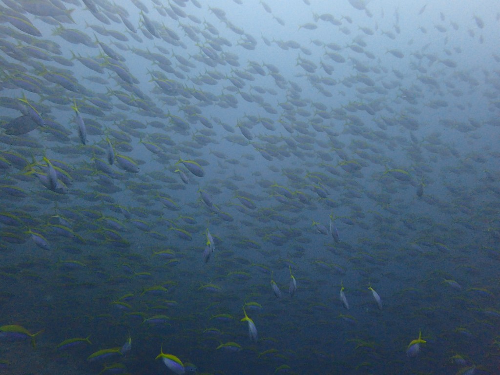 このポイントの魚影がすごかった＠タチャイ島