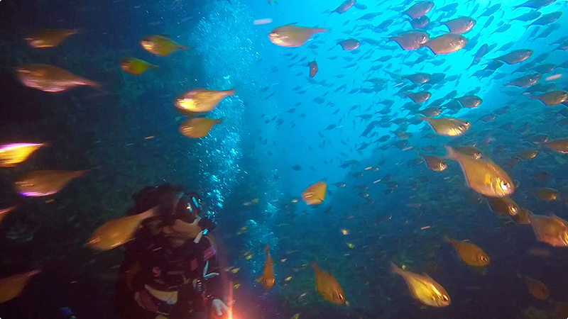 ハタンポの群れ＠Shark Cave（ミャンマークルーズ）