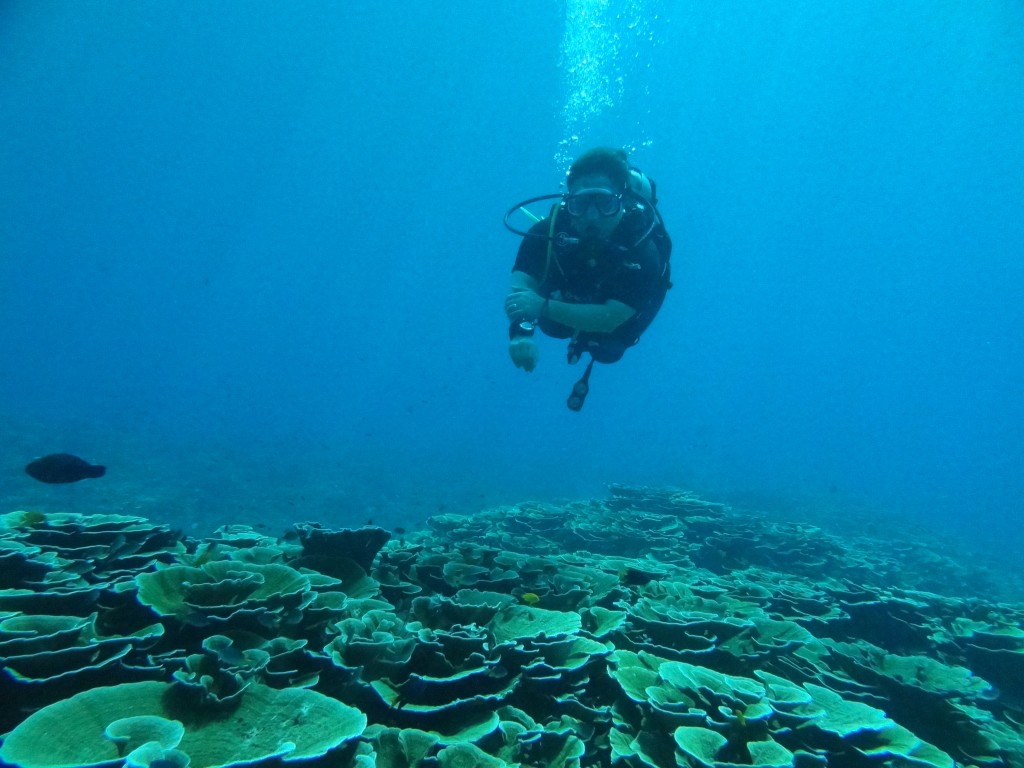 美しいキッカサンゴの群生＠ボン島