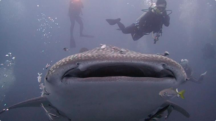 スクリーンショット 2562-05-09 午後0.06.52