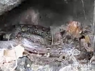 シミラン諸島の生物 アミメニシキヘビ