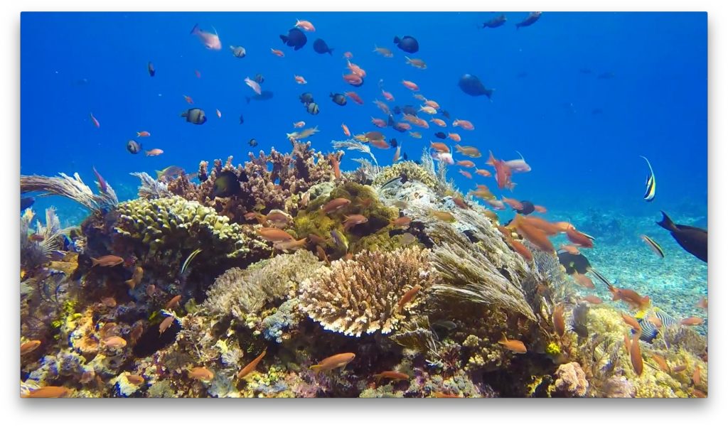 ヘルシーな珊瑚礁＠マカサーリーフ（コモド）