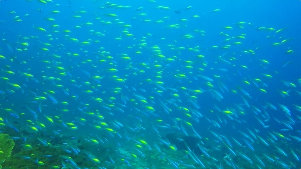 イエローダッシュフュージリアの大群＠Sharkfin Reef（Similan Islands No.3）