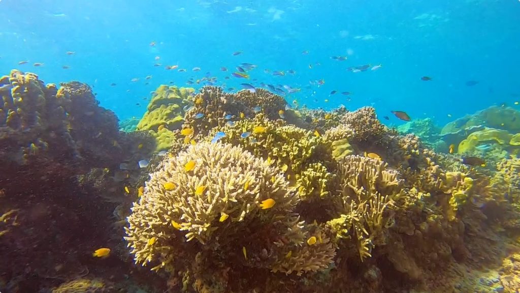 元気なサンゴ礁＠アオサパロット（スリン諸島）