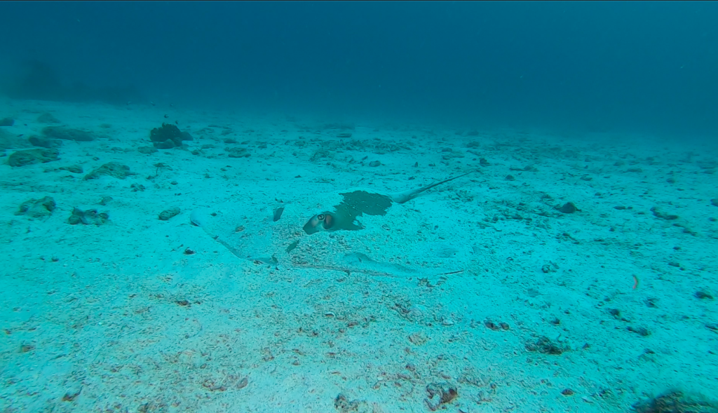 砂地に５枚の大きなエイを発見！@スリン諸島タートルベイ（Turtle Bay）