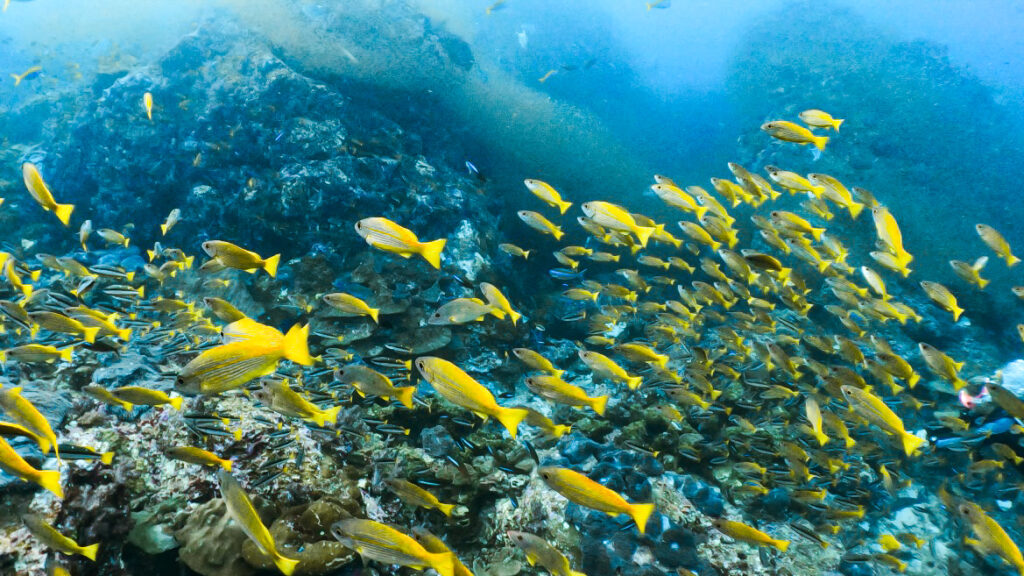 黄色が映えるフエダイの群れ@スリン諸島海域
