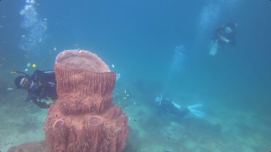 ミズガメカイメンのタワー＠Turtle Bay（スリン諸島）