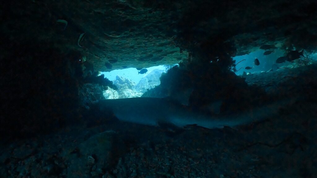 Underwater photo#3