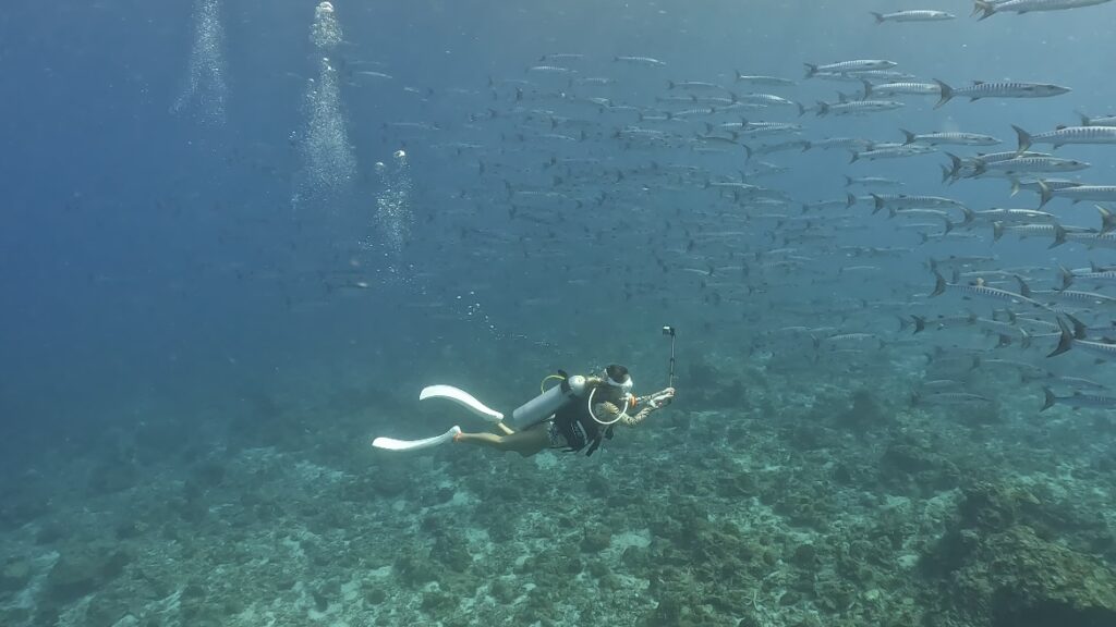 Underwater photo#19