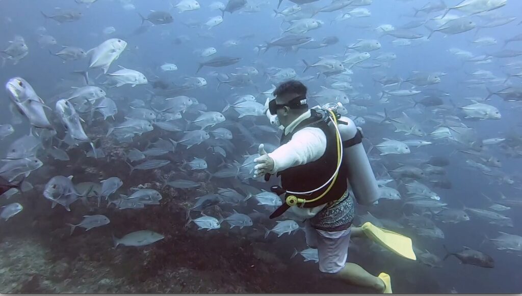 Schooling of Fishes@Richelieu Rock
