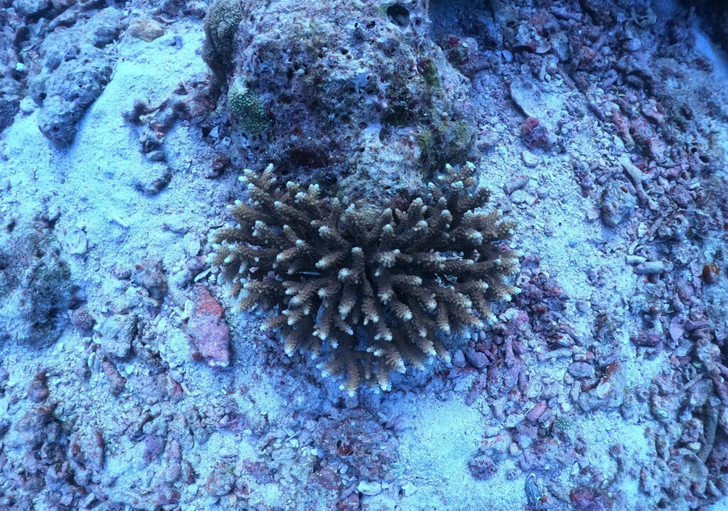 ハート型の珊瑚♡＠KohChii