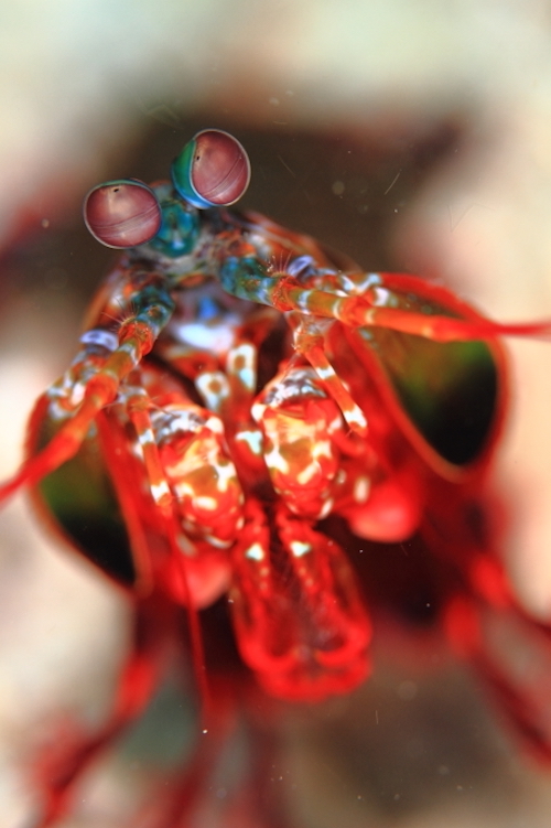 モンハナシャコ／アクアリアン／シミランクルーズ