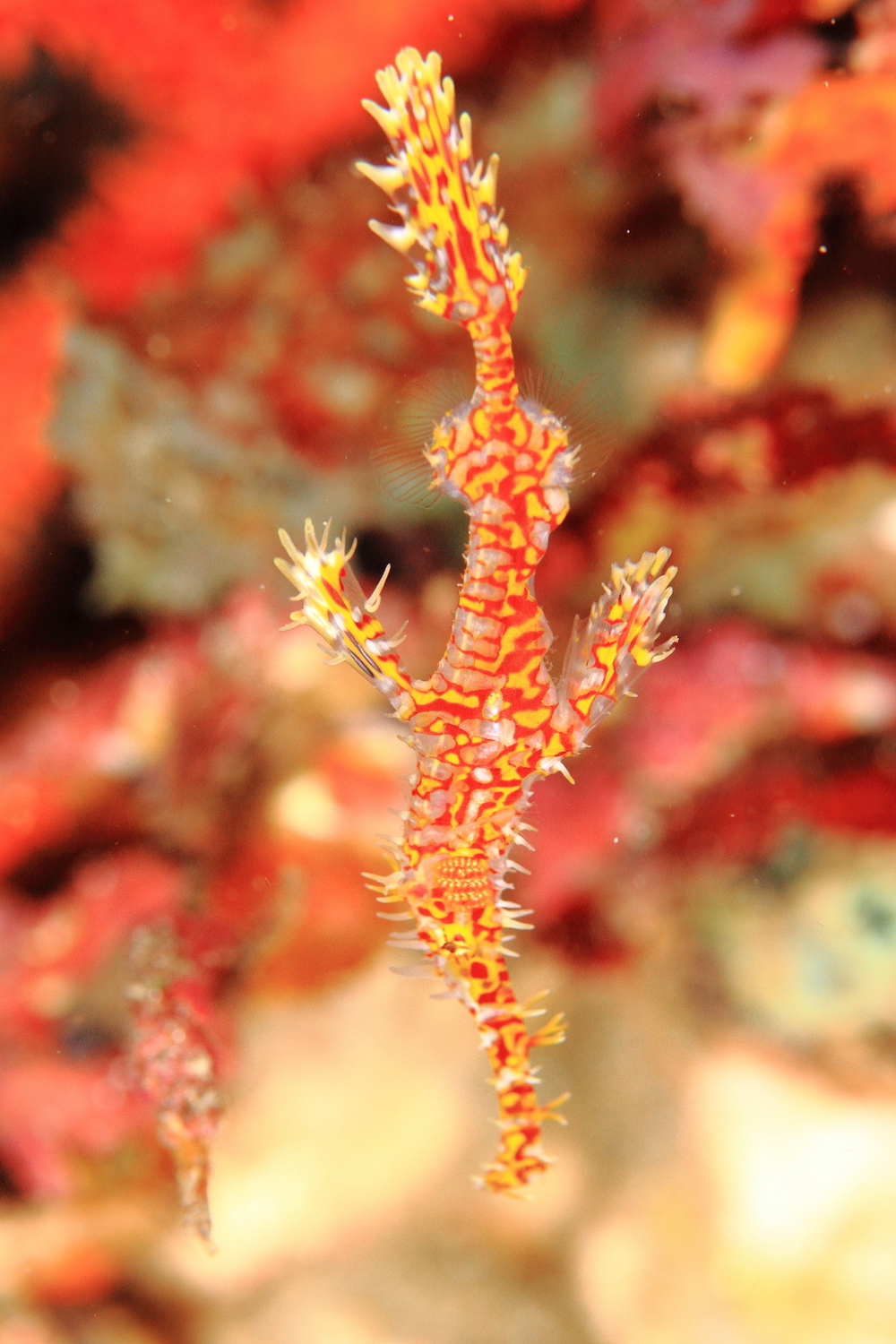 ニシキフウライウオ／アルーナ／シミランクルーズ