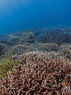 ラジャアンパット 珊瑚礁の写真／奇跡の海ダイブクルーズ／パヌニー
