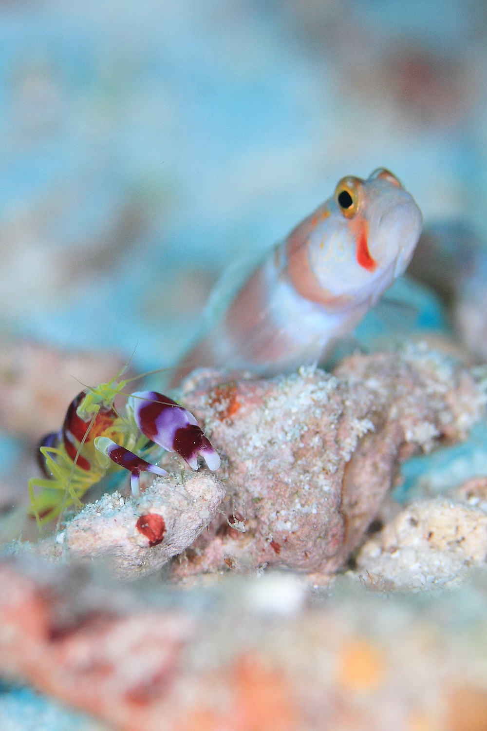 オーロラ パートナー ゴビー／イッサラ／シミランクルーズ