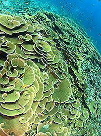 ボン島珊瑚礁／ニューホワイトマンタ／シミランクルーズ