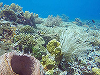 バンダ海 バンダ海 珊瑚礁 #4／未知の海域ダイブクルーズ／パヌニー