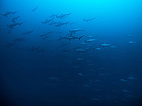 バンダ海 ハンマーヘッドシャークの群れ #2／未知の海域ダイブクルーズ／パヌニー