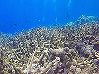バンダ海 珊瑚礁 #1／未知の海域ダイブクルーズ／パヌニー