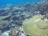 バンダ海 珊瑚礁 #2／未知の海域ダイブクルーズ／パヌニー