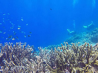 バンダ海 珊瑚礁 #3／未知の海域ダイブクルーズ／パヌニー
