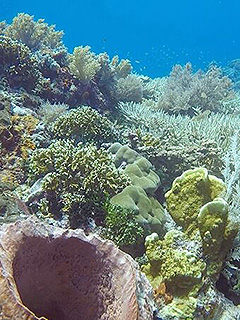 バンダ海 珊瑚礁／未知の海域ダイブクルーズ／パヌニー