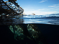 チェンデラワシ湾 ジンベイザメ #1／パヌニー／チェンデラワシ湾驚愕の海クルーズ