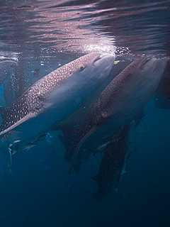 チェンデラワシ湾 ジンベイザメの写真／パヌニー／チェンデラワシ湾驚愕の海クルーズ