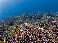 ラジャアンパット 珊瑚礁／奇跡の海ダイブクルーズ／パヌニー