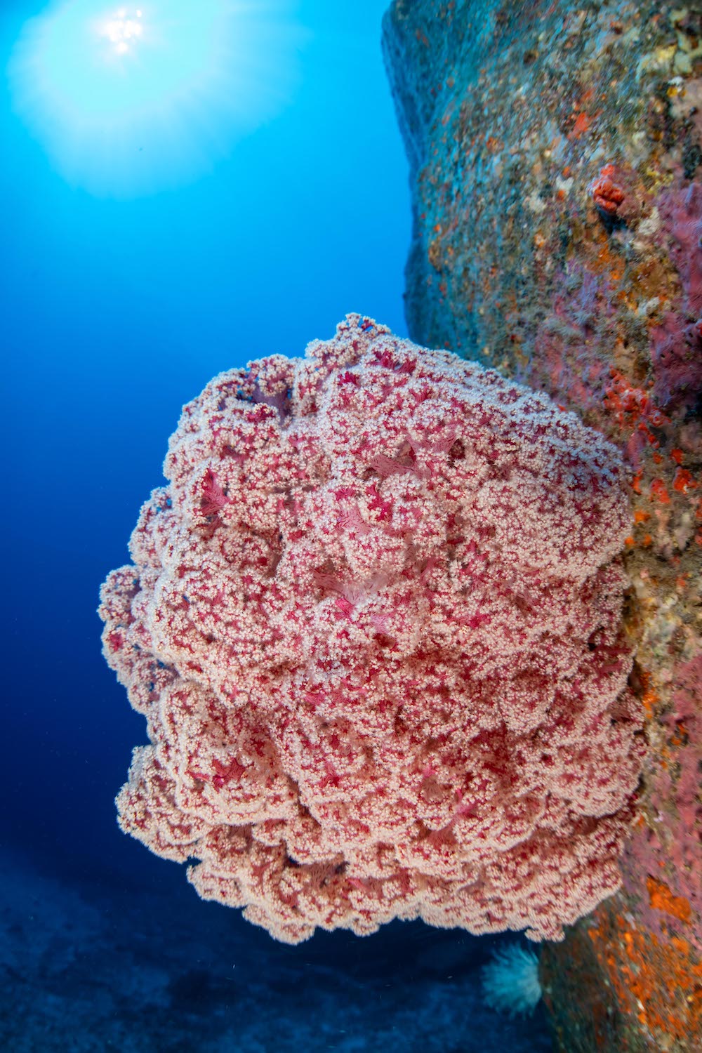 ソフトコーラル／スクーバネット／シミランクルーズ