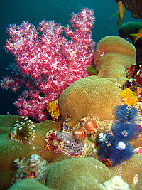 シミラン珊瑚礁／タパナ カタマラン／シミランクルーズ