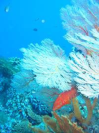 シミラン珊瑚礁／ホワイトマンタ／シミランクルーズ