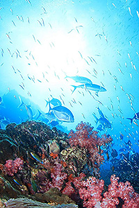 RICHELIEU ROCK/KOON9/DAY TRIP