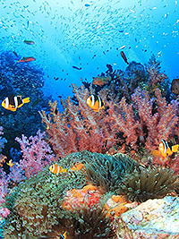 UNDERWATER IMAGE/SIMILAN ISLAND - RICHELIEU ROCK DIVING SAFARI/MV KOON9