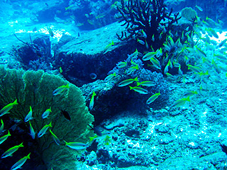 Dive site image/Turtle Rock