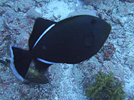 Similan islands/Fish guide/Indian triggerfishe