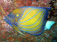 Similan islands/Fish guide/Blue ringed Angelfish