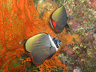 Similan islands/Fish guide/Red-tailed butterflyfish
