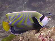 Similan islands/Fish guide/Emperor angelfish